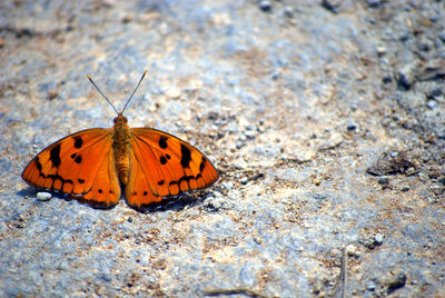 Close-up of butterfly