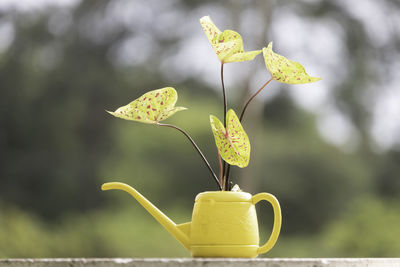 Close-up of yellow rose on plant