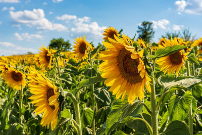 Close-up of yellow flowering plant on field