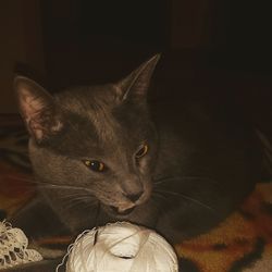 Close-up portrait of cat