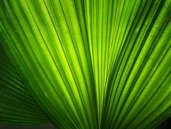 Full frame shot of palm leaves