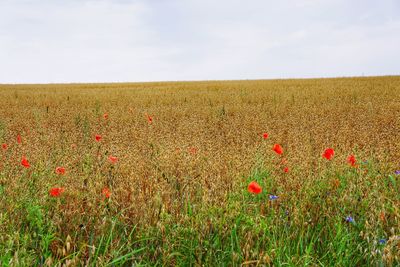 Scenic view of poppy field against sky