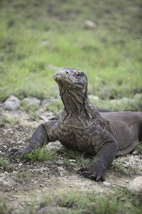 Komodo dragon on field