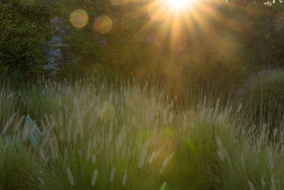 Sun shining through trees