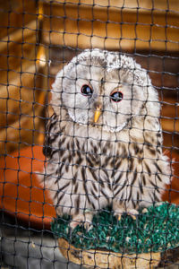 Close-up portrait of owl in cage at zoo