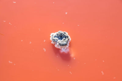 High angle view of leaf on red background