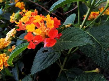 Close-up of leaves on plant