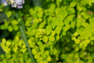 Close-up of flowering plant leaves