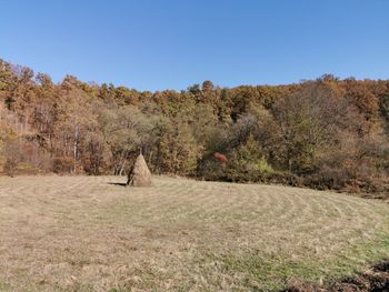 Trees on field against clear blue sky