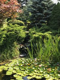 Water lily amidst leaves in lake