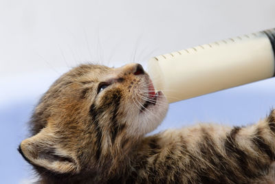 Close-up of cat drinking milk by syringe