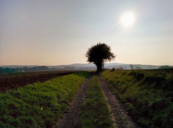 Scenic view of agricultural field against sky during sunset