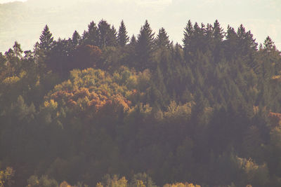 High angle view of trees in forest against sky