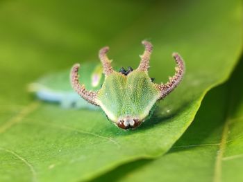 Close-up of insect on leaf