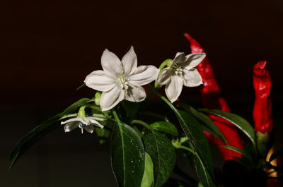 Close-up of flowers blooming at night