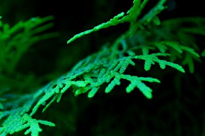 Close-up of fern leaves against black background