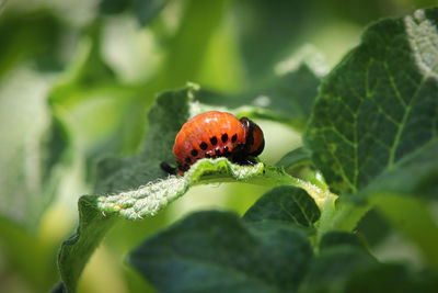 Macro of an orange potato beetle larvea