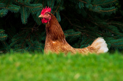 Side view of an animal on field