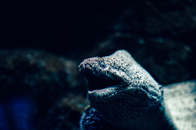 Close-up of lizard in water