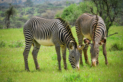 Zebras zebra on grass