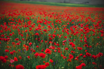 Close-up of red poppy flowers on field