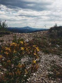 Scenic view of flowering plants on land against sky