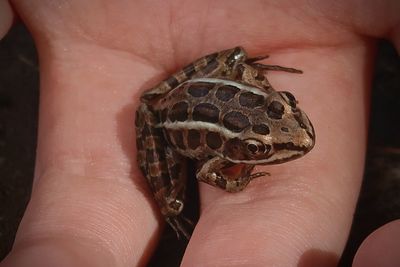 Cropped hand holding frog