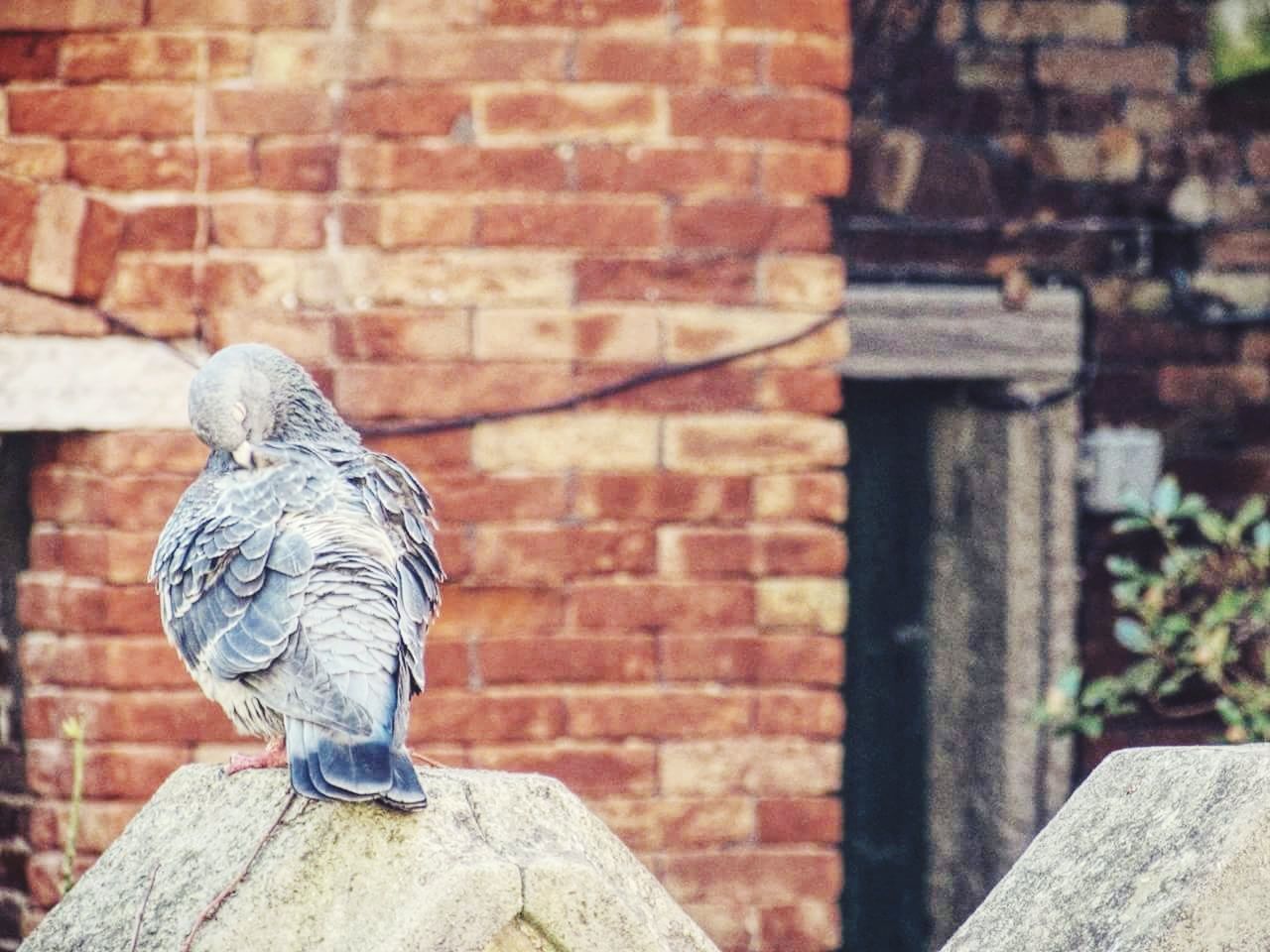 one animal, bird, focus on foreground, animal themes, perching, day, animals in the wild, outdoors, animal wildlife, full length, building exterior, no people, close-up, nature, built structure, architecture