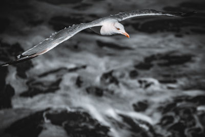 Seagull flying over sea