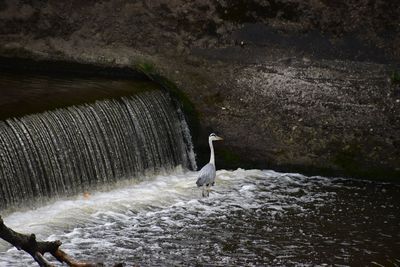 Swan in lake