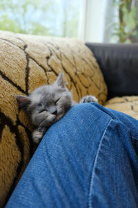 Portrait of a grey shorthair kitten napping in a funny position 