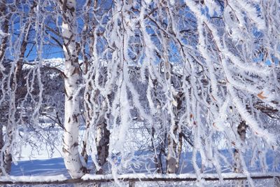 Close-up of icicles on landscape