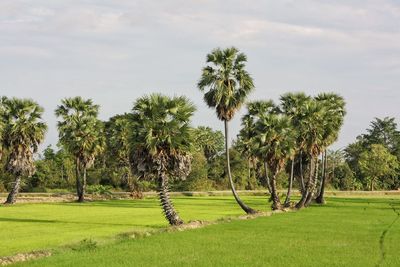 Trees on field against sky