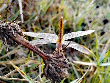 Close-up of plant