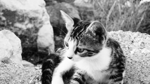 Close-up of a cat on field