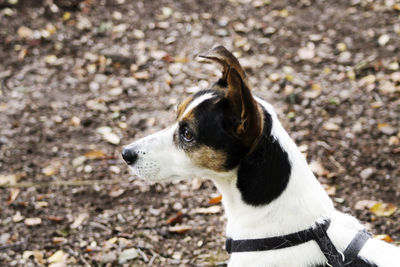 High angle view of dog looking away