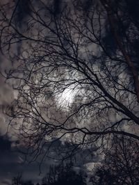 Low angle view of bare tree against sky at night