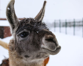 Close-up of a llama on snow