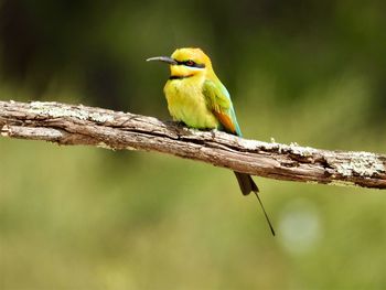 Close-up of bird perching on branch