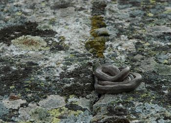 Close-up of stone wall