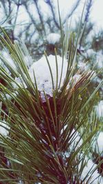 Low angle view of plants