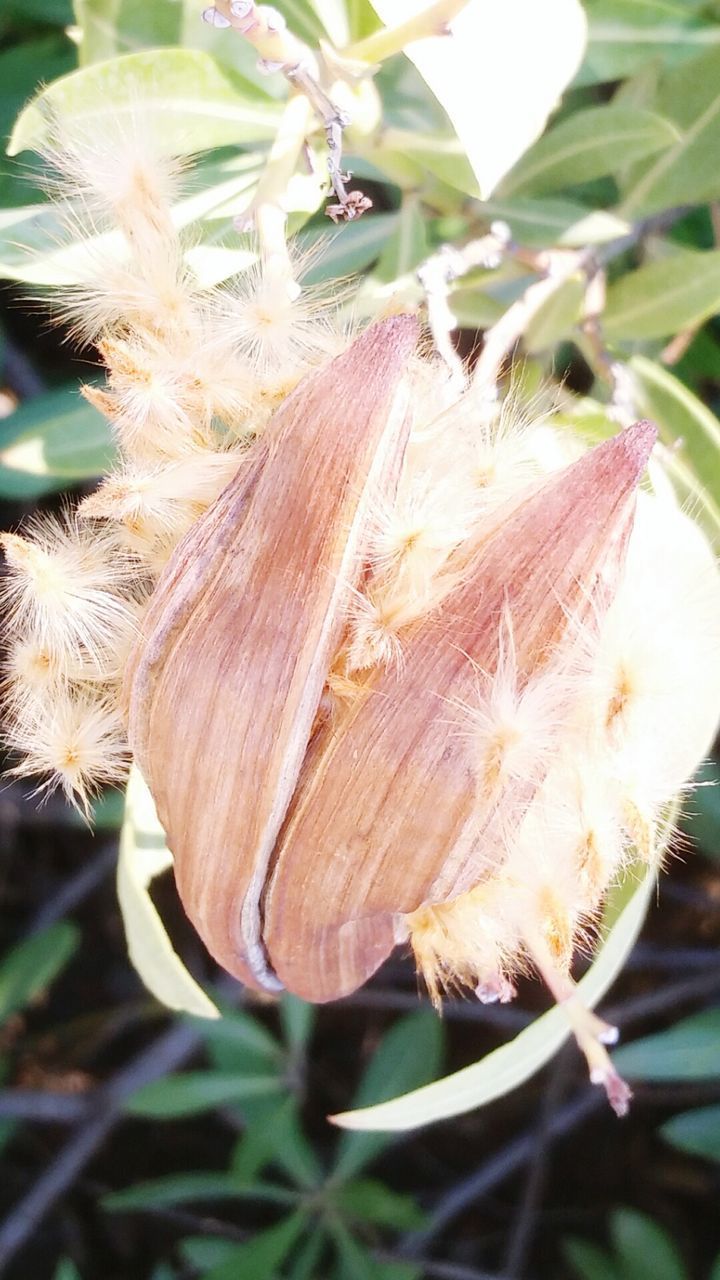 CLOSE-UP OF PLANT