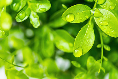 Close-up of raindrops on leaves