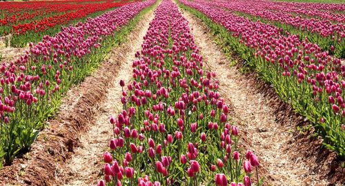 Full frame shot of flowers growing in field