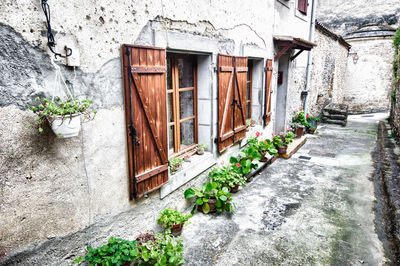 Potted plant on wall of building