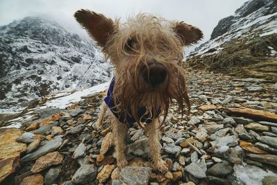 Hairy dog on rocky mountain