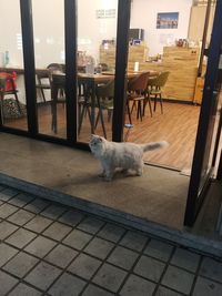 View of dog sitting on table