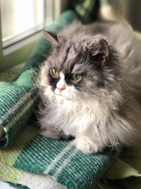 Portrait of cat relaxing at home