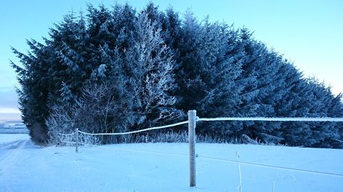 Trees growing against blue sky