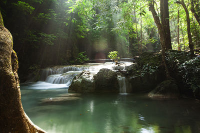 Scenic view of waterfall in forest
